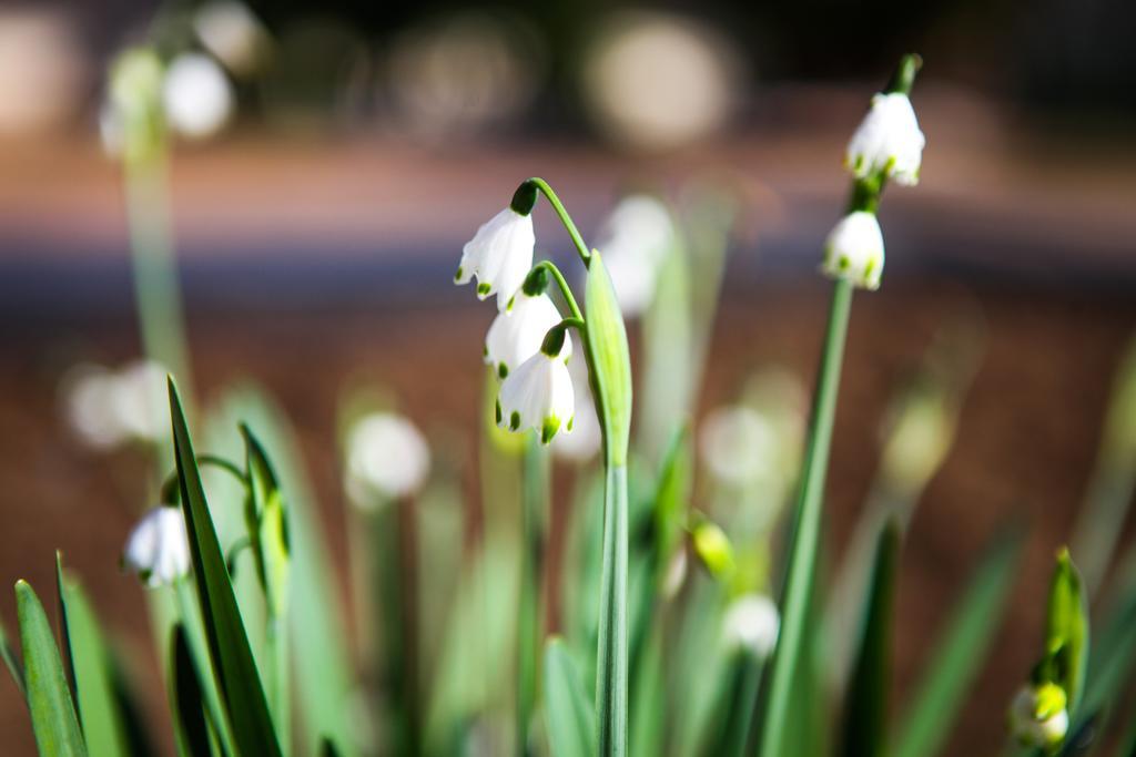 Winelands Villa Guesthouse And Cottages Somerset West Bagian luar foto